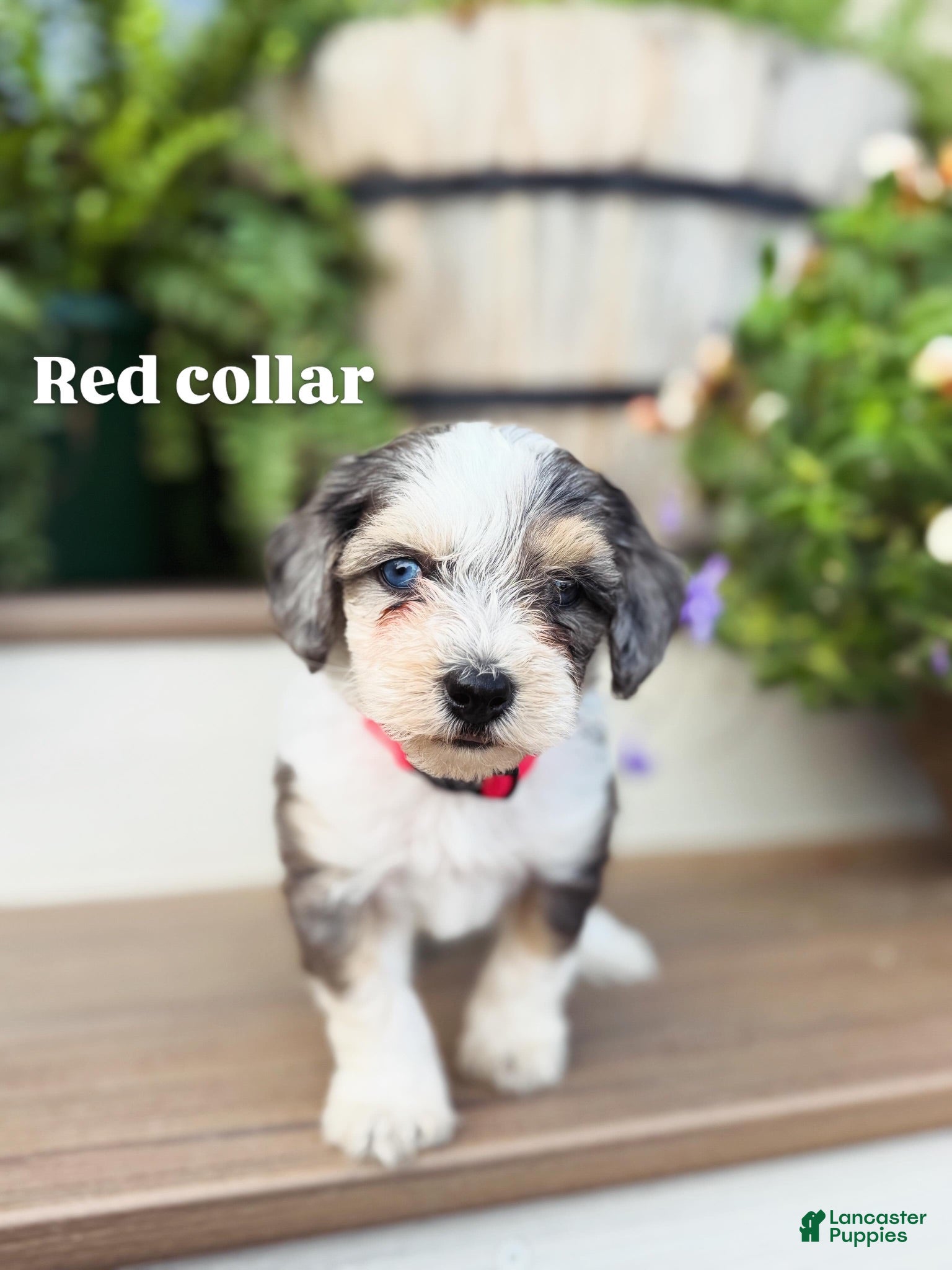 Mini Bernedoodle dogs Red collar male - Ad 1