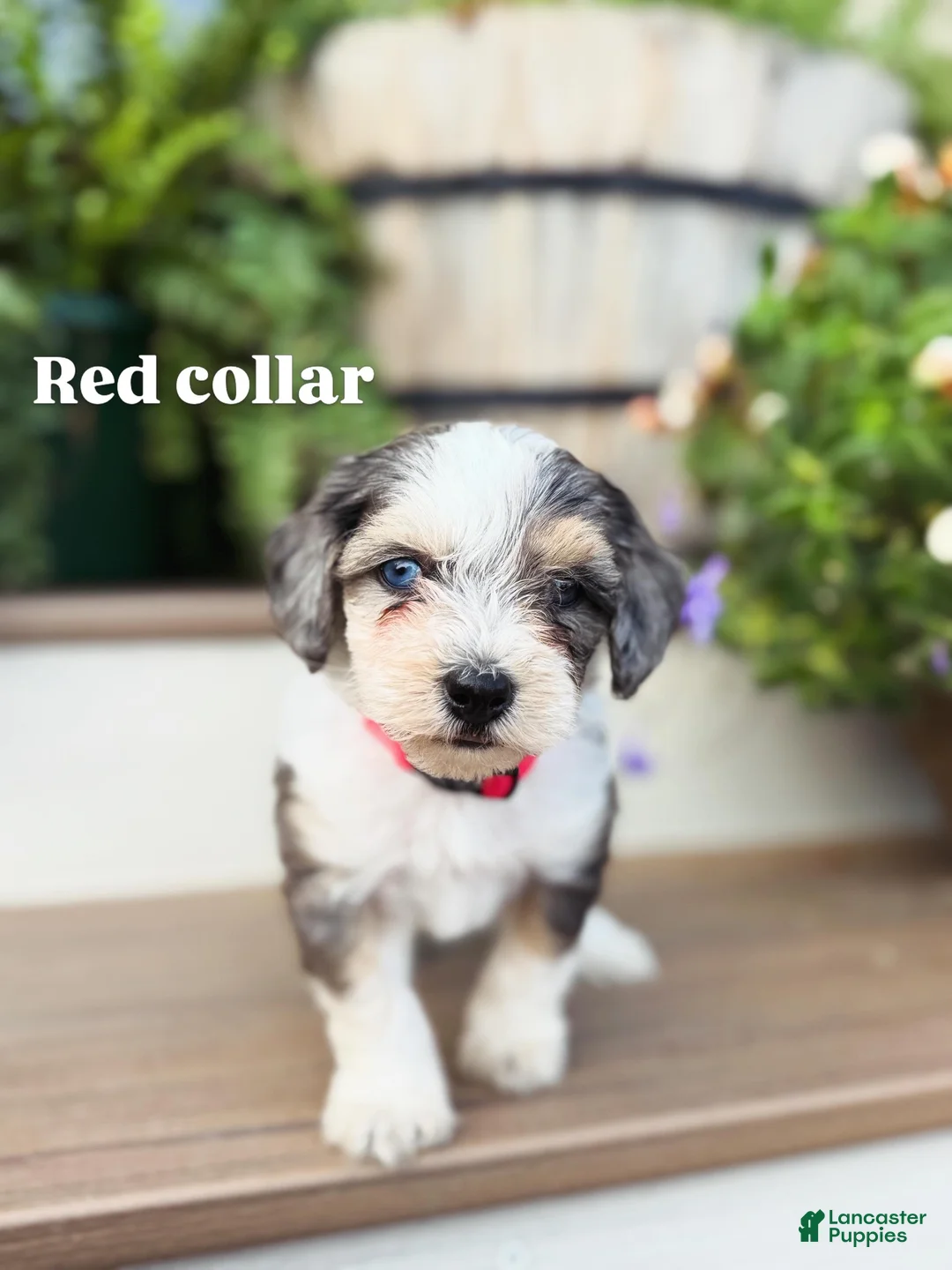 Mini Bernedoodle dogs for sale: Red collar male - Ad 1