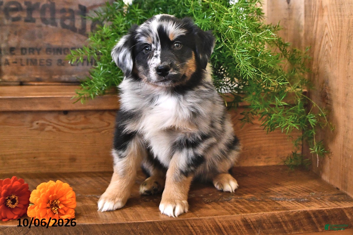 Australian Shepherd dogs Ranger - Ad 1