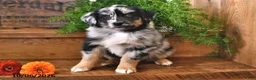 Australian Shepherd dogs for sale: Ranger - Ad 1