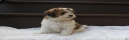 Miniature Poodle dogs for sale: Hallie - Ad 3