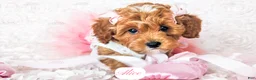 Cavapoo dogs for sale: Alice - Ad 19