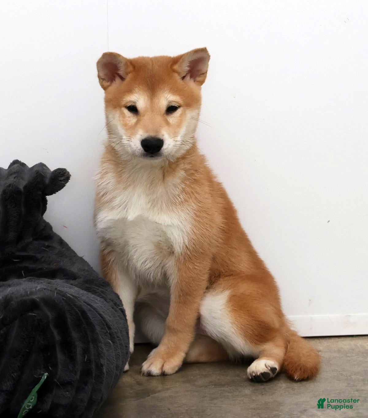 Shiba Inu dogs Violet - Ad 2