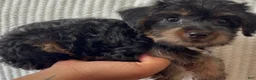Yorkiepoo dogs for sale: Yorkiepoo - Ad 3