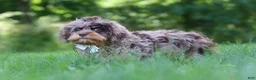 Cavapoo dogs for sale: Skipper - Ad 5