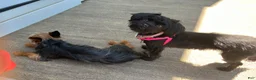 Yorkiepoo dogs for sale: Tom - Ad 4