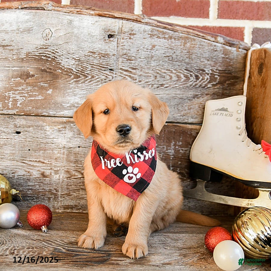 Golden Retriever dogs Rusty - Ad 30