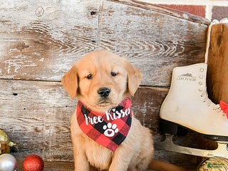 Golden Retriever dogs Rusty - Ad 30