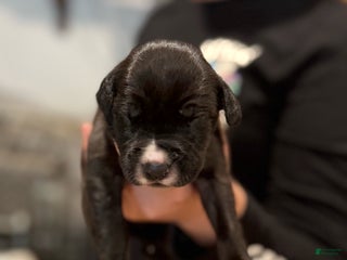 Great Dane dogs Black female white nose - Ad 29