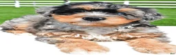 Mixed Breed dogs for sale: Brianna - Ad 3