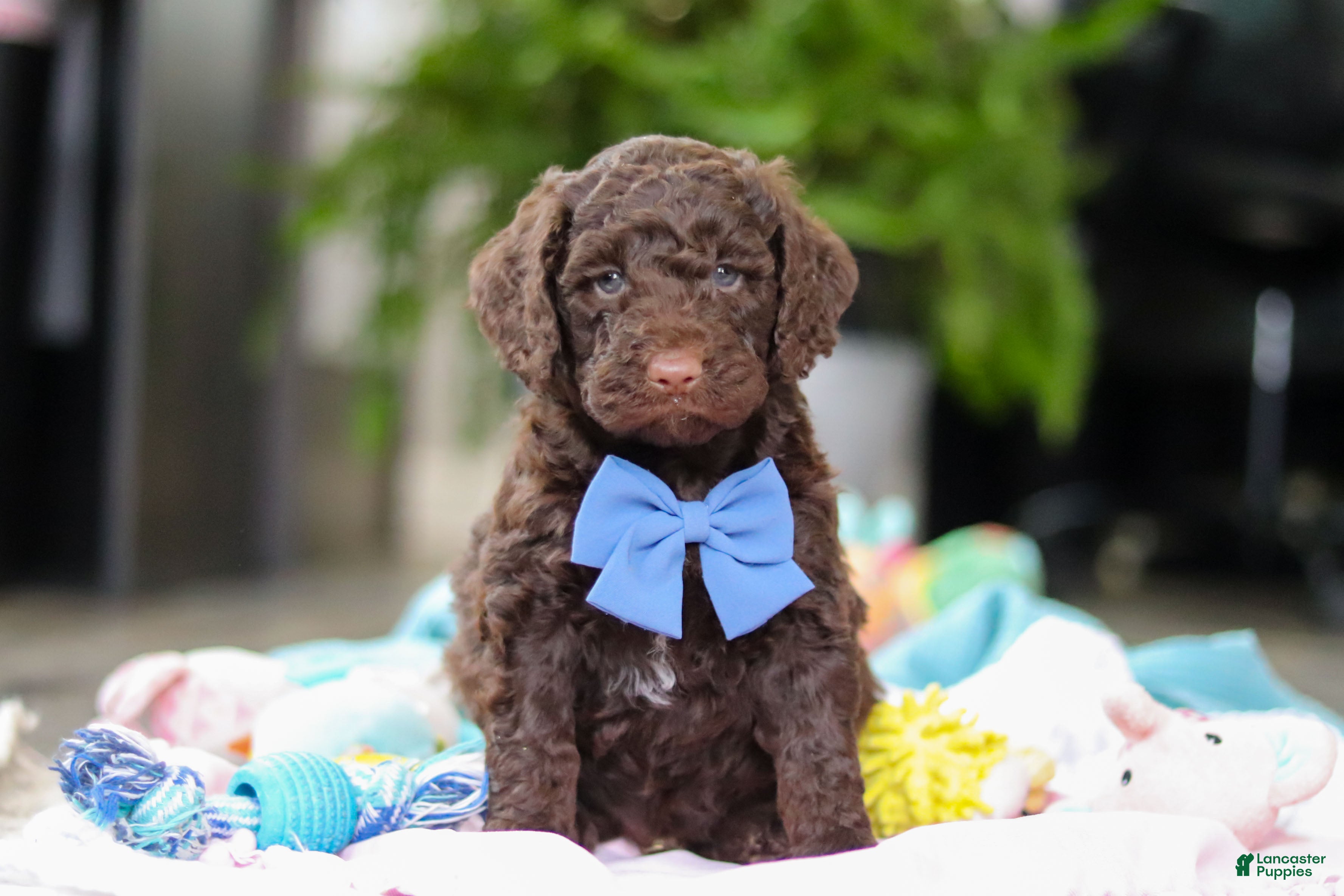 Goldendoodle dogs Bear - Ad 1