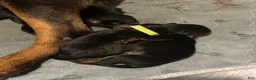 Rottweiler dogs for sale: Angel - Ad 5