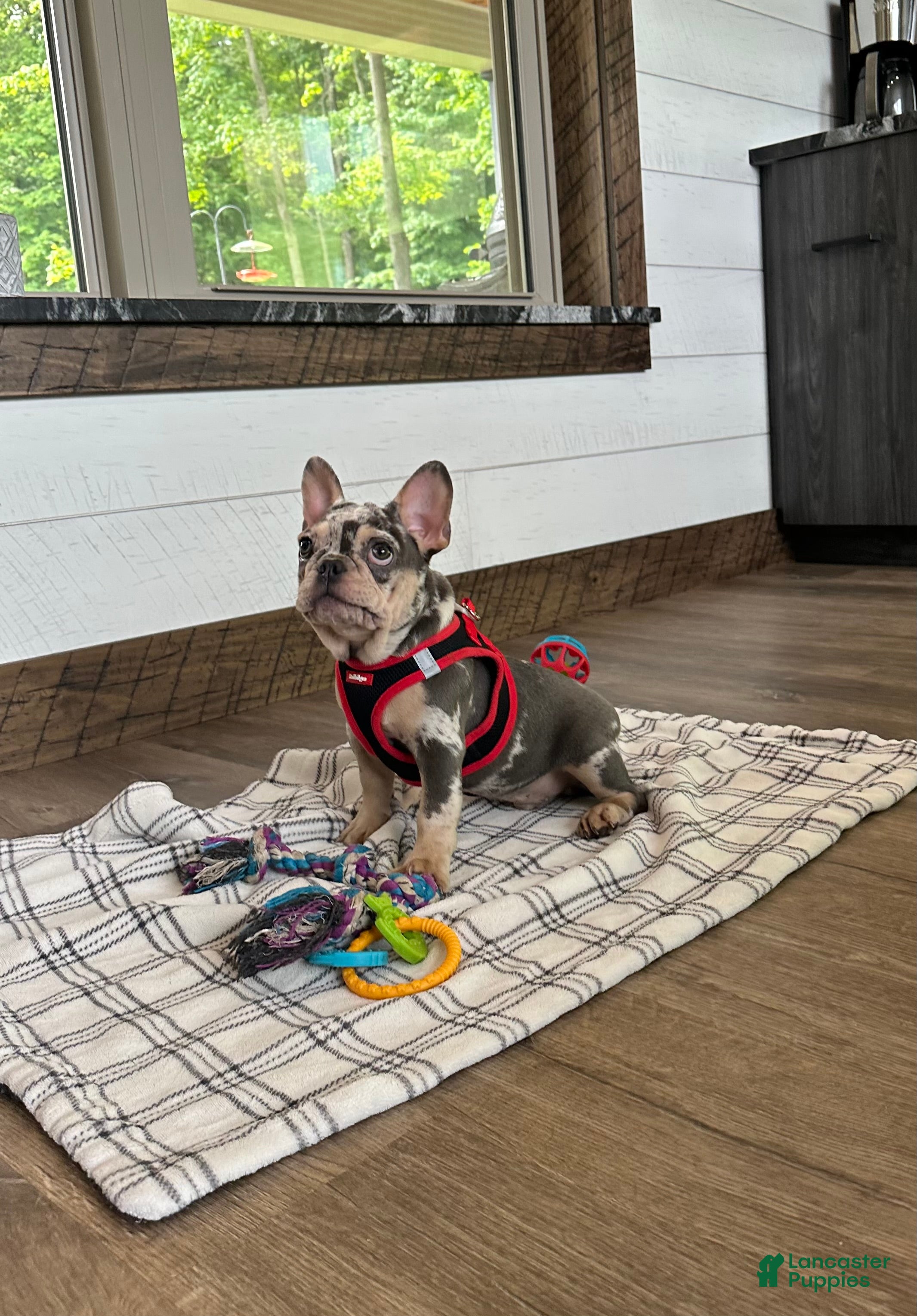 French Bulldog dogs for sale: Aspen - Ad 3