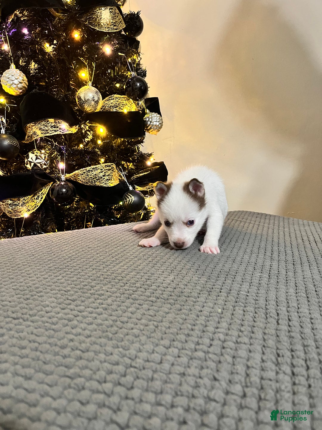 Pomsky dogs for sale: Cal - Ad 1