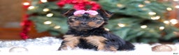Yorkshire Terrier dogs for sale: Harper - Ad 3