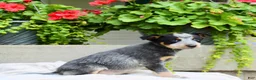Australian Cattle Dog dogs for sale: Chloe - Ad 6