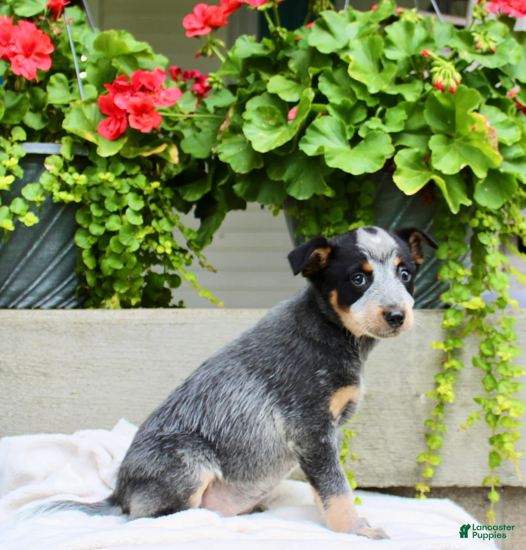 Australian Cattle Dog dogs for sale: Chloe - Ad 6