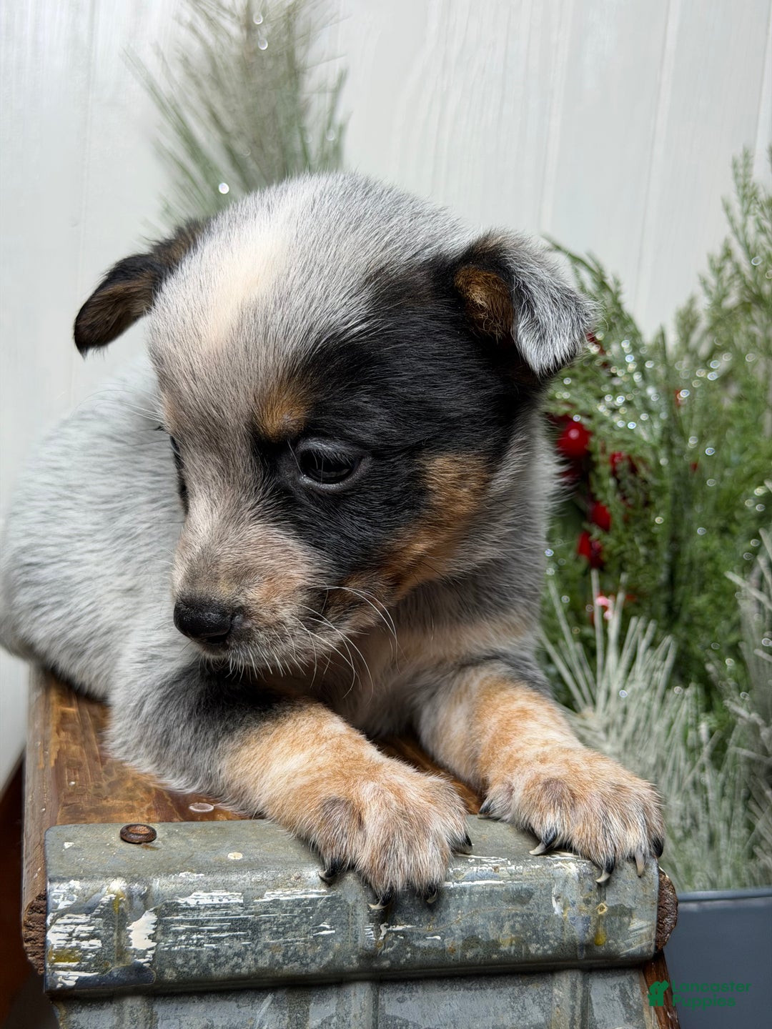 Australian Cattle Dog dogs for sale: Australian Cattle Dog Puppy 4 - Ad 5