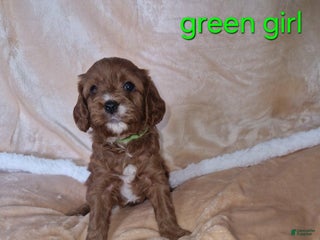 Cavapoo dogs - Ad 8
