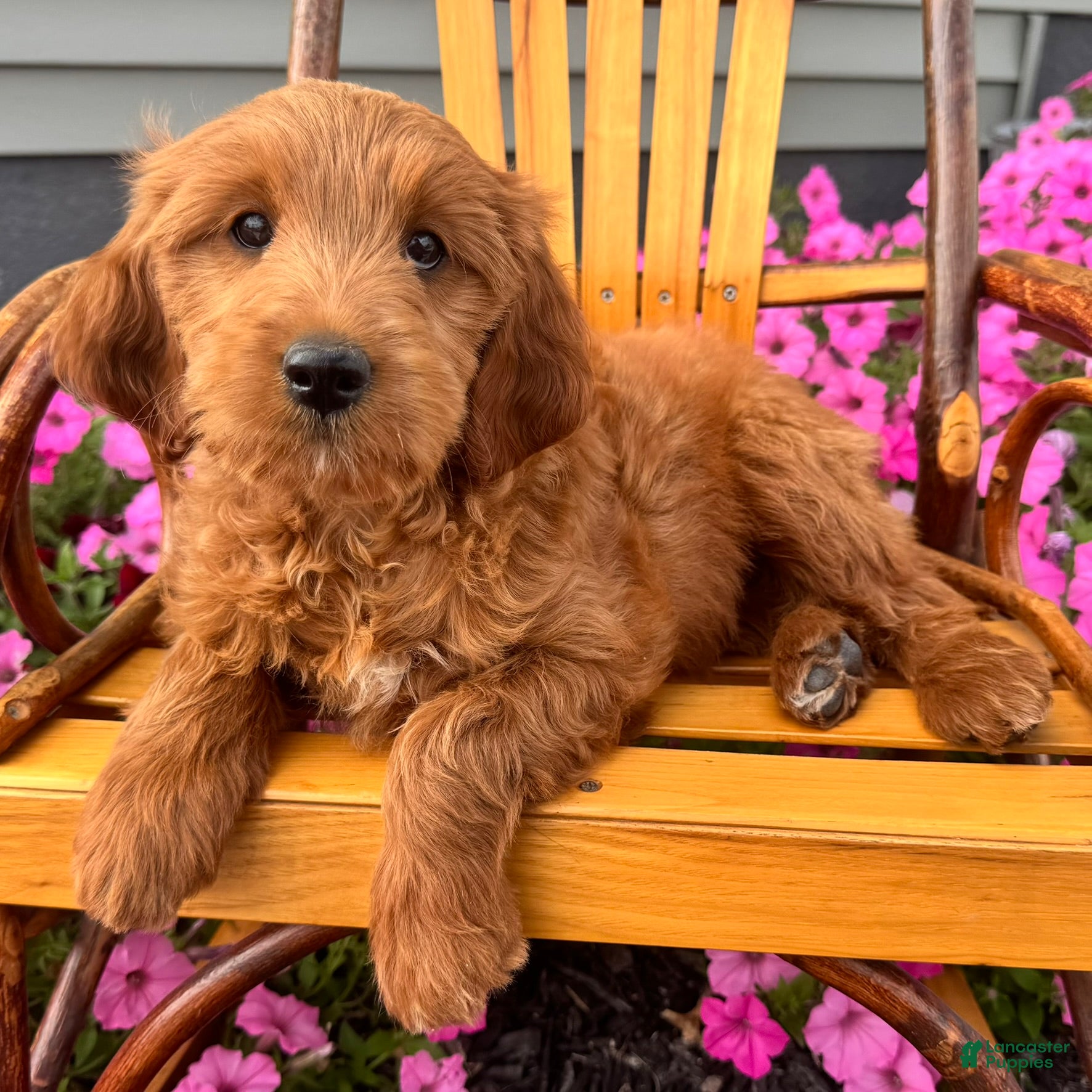 Cinnamon