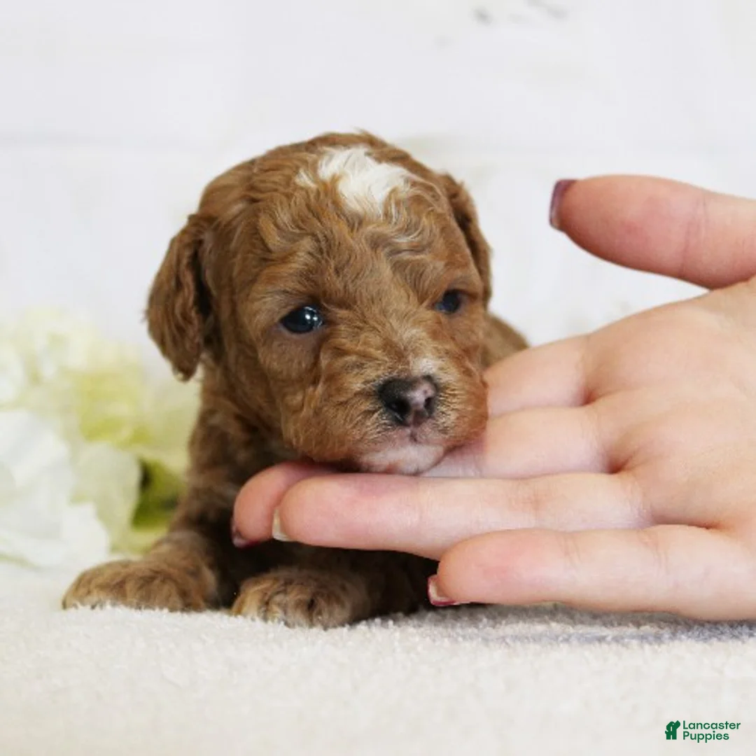 Toy Poodle dogs for sale: Peanut - Ad 2
