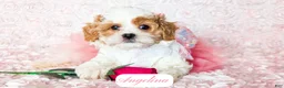 Cavapoo dogs for sale: Angelina - Ad 23