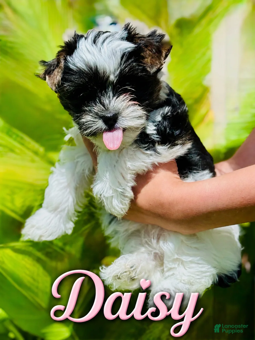 Yorkshire Terrier dogs for sale: Daisy - Ad 1