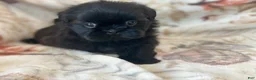 Shih Tzu dogs for sale: Midnight - Ad 4