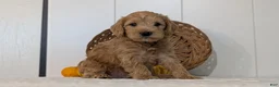 Schnoodle dogs for sale: Roscoe - Ad 10