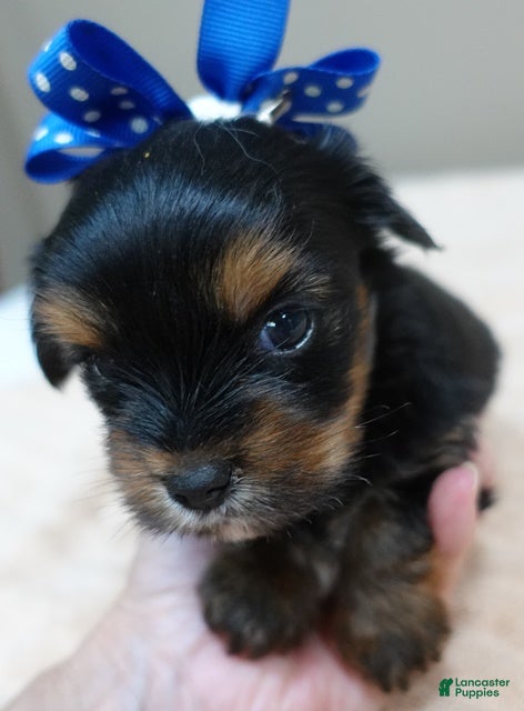 Yorkshire Terrier dogs Oakley - Ad 24