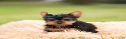 Yorkshire Terrier dogs for sale: Scotty - Ad 3