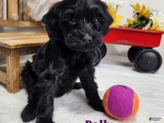 Mini Aussiedoodle dogs Mini Aussiedoodle Puppy 4 - Ad 1