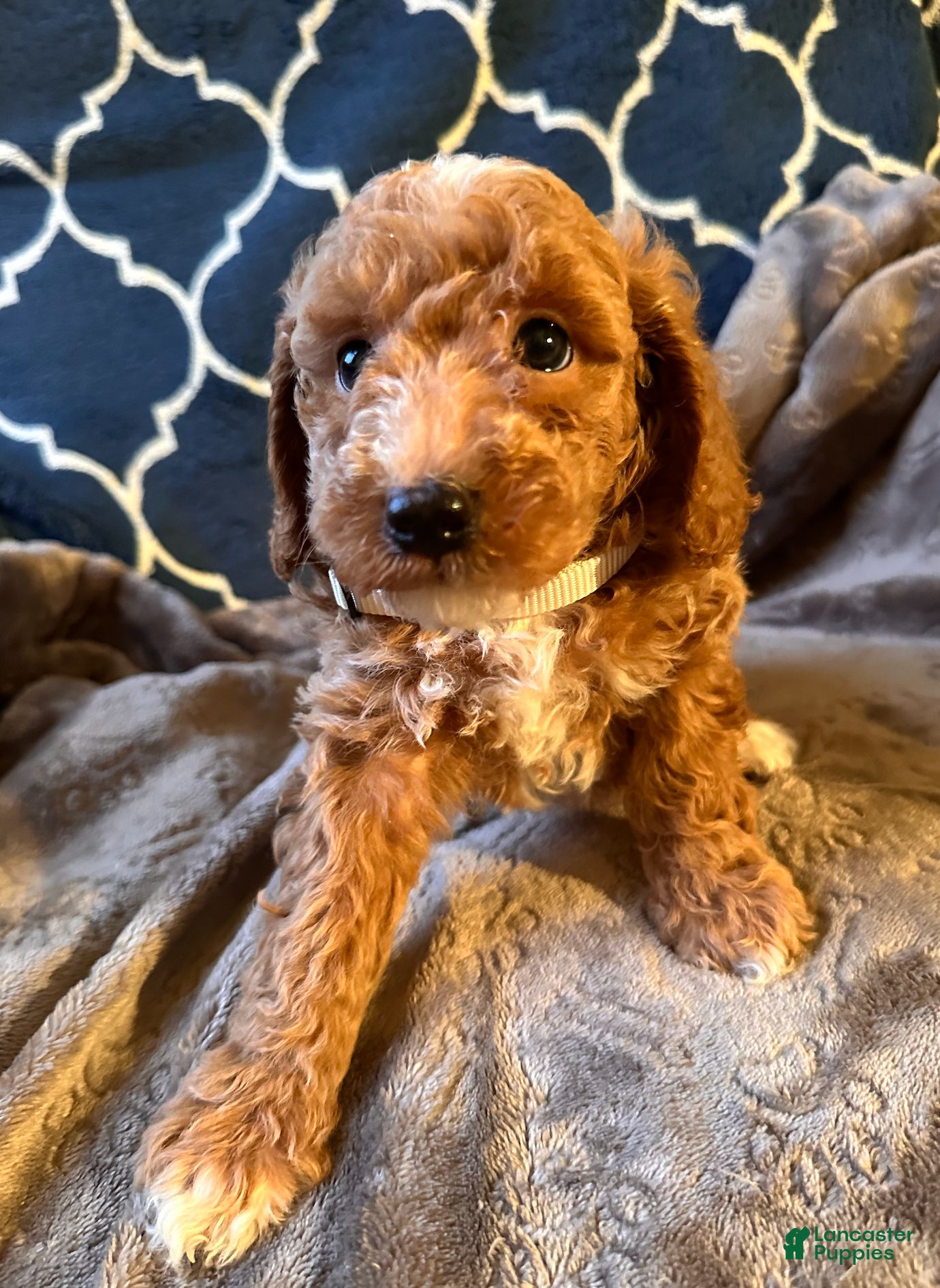 Mixed Breed dogs Eddie- AKC GENETICALLY TESTED parents - Ad 4