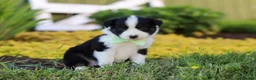 Toy Australian Shepherd dogs for sale: Charles - Ad 6