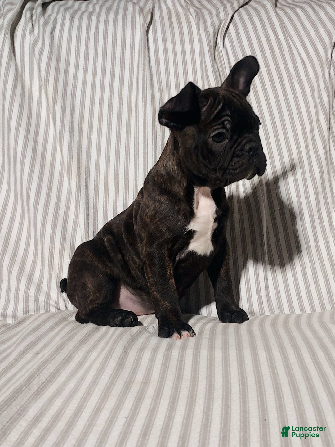 Frenchton dogs for sale: Blake - Ad 1