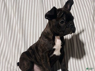 Frenchton dogs Blake - Ad 36