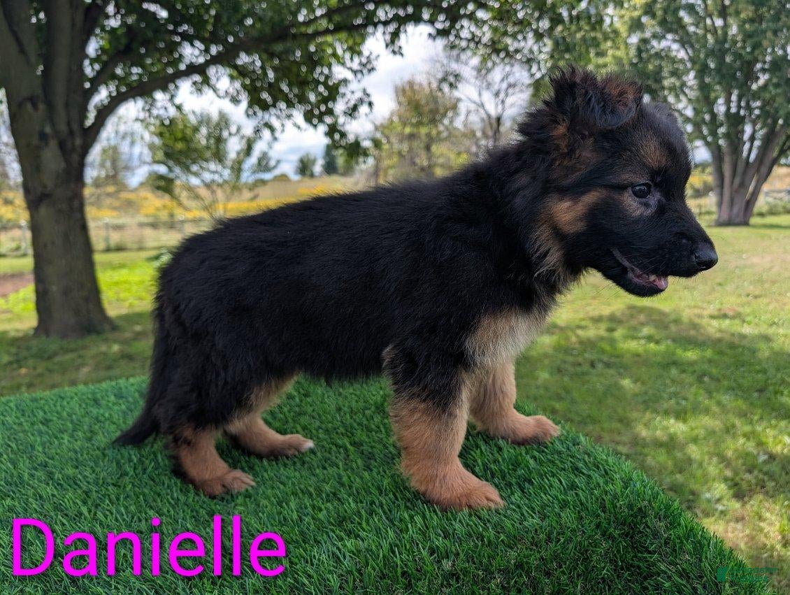 German Shepherd dogs Danielle - Ad 2