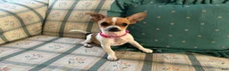 Chihuahua dogs for sale: ♡ Bobbi Girl ♡  - Ad 4
