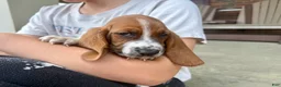 Basset Hound dogs for sale: Copper - Ad 6