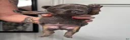 French Bulldog dogs for sale: Mike Tyson  - Ad 5