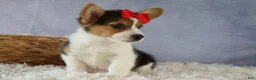 Welsh Corgi Pembroke dogs for sale: Ziggy 🩵 - Ad 11