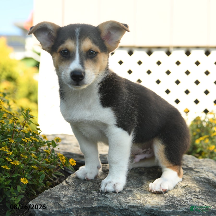 Welsh Corgi Pembroke dogs Laurent - Ad 1