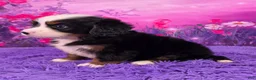 Miniature Bernese Mountain Dog dogs for sale: Liam - Ad 3