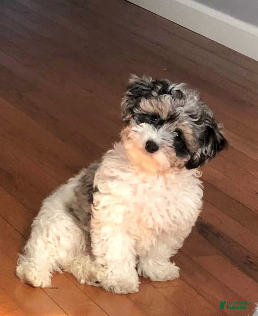 Gallery Image {{count}}