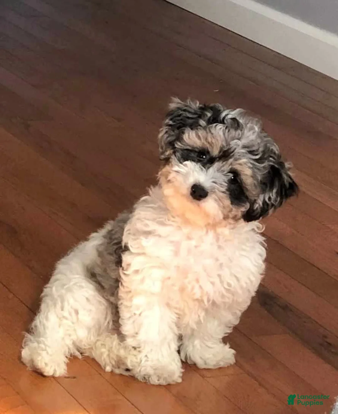 Gallery Image {{count}}