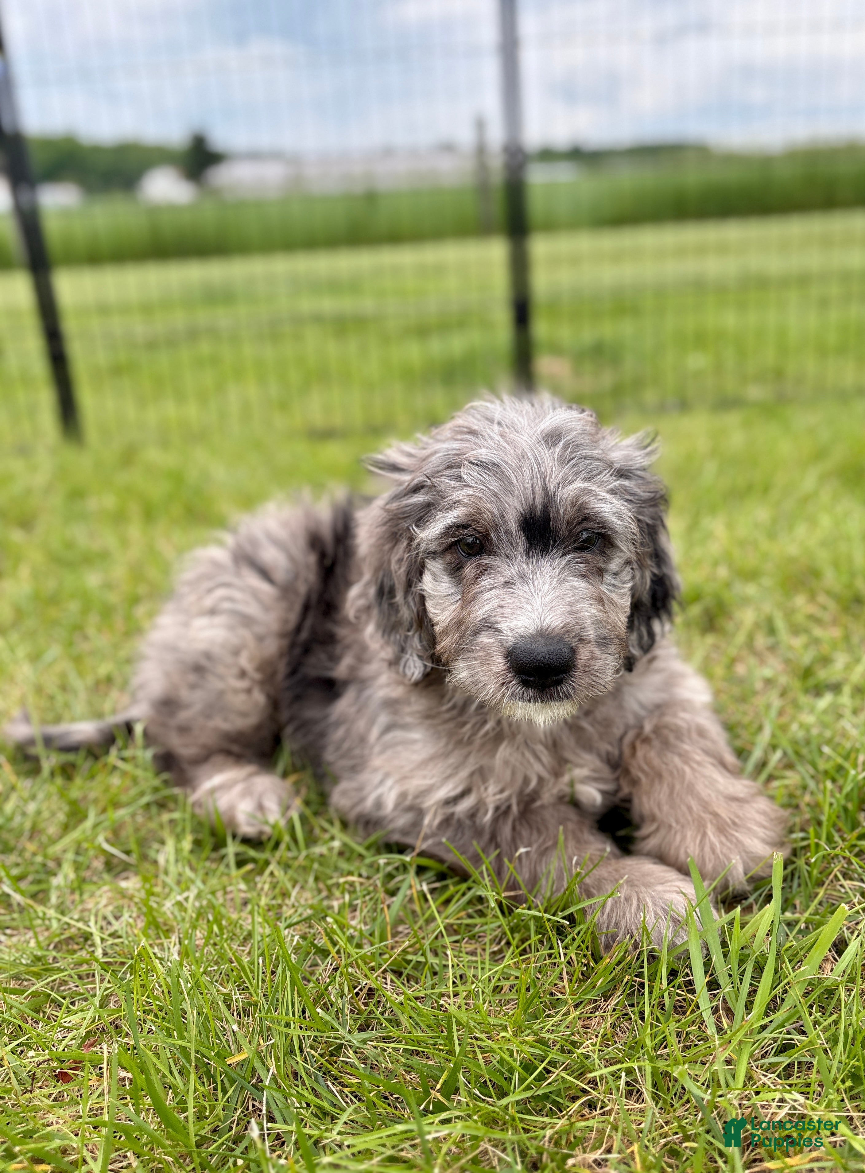 Mini Goldendoodle dogs Griffin - Ad 2