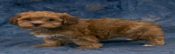 Havapoo dogs for sale: Rusty - Ad 5