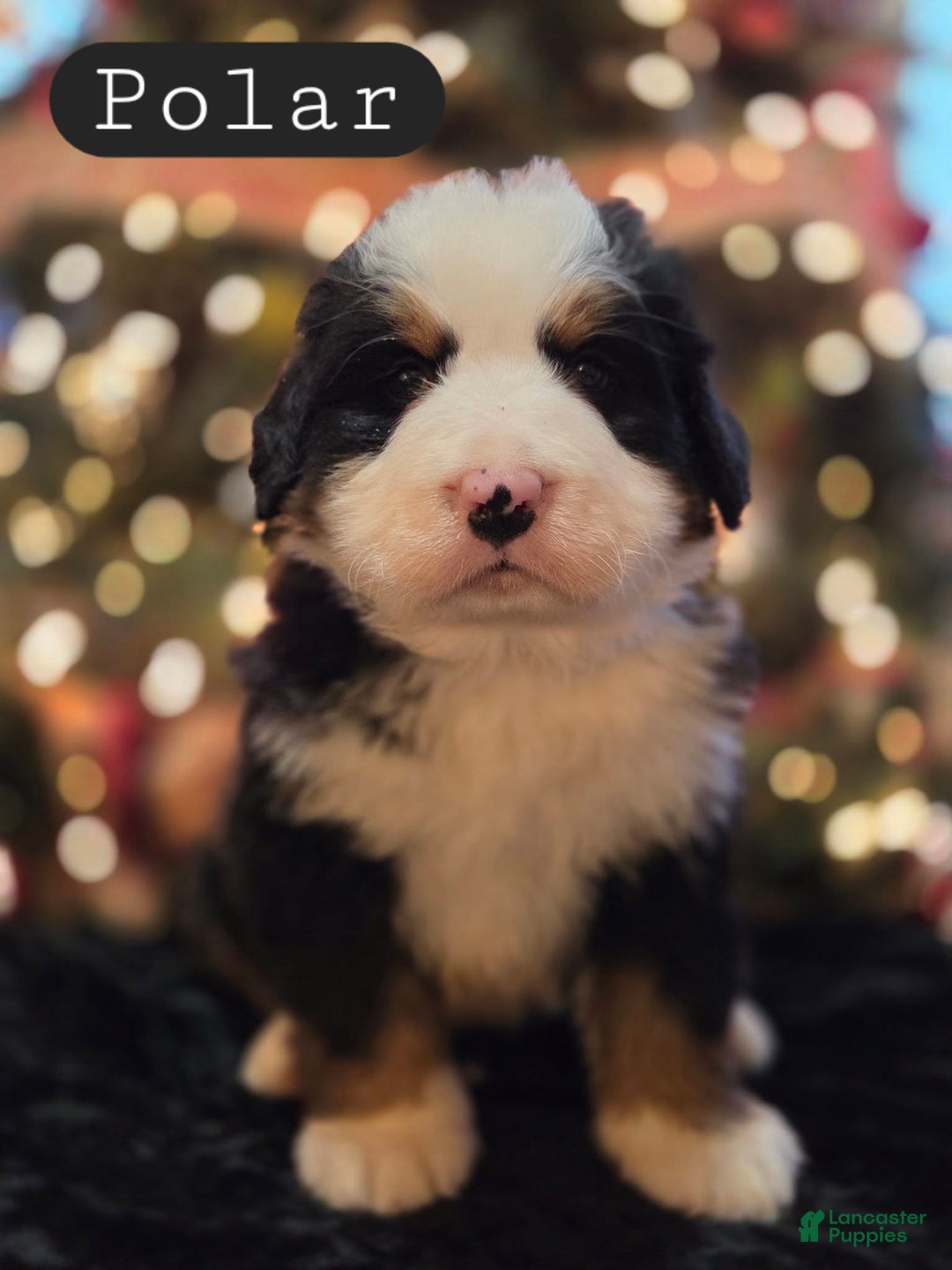 Bernese Mountain Dog dogs for sale: Polar - Ad 5