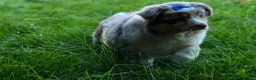 Miniature Australian Shepherd dogs for sale: LUCKY - Ad 3