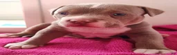 American Bully dogs for sale: American Bully 3- Teddy - Ad 4